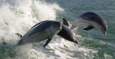 Dolphin Cruise